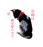 黒猫にゃんこのろく（個別スタンプ：4）