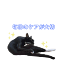 黒猫にゃんこのろく（個別スタンプ：7）