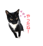 黒猫にゃんこのろく（個別スタンプ：8）