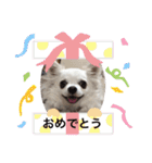うちのチワワさんの日常（個別スタンプ：1）