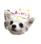 うちのチワワさんの日常（個別スタンプ：4）