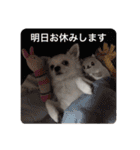 うちのチワワさんの日常（個別スタンプ：7）