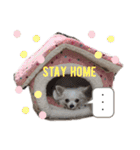 うちのチワワさんの日常（個別スタンプ：8）