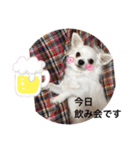 うちのチワワさんの日常（個別スタンプ：9）