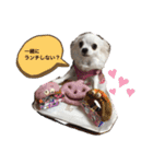 うちのチワワさんの日常（個別スタンプ：12）