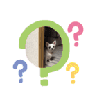 うちのチワワさんの日常（個別スタンプ：13）