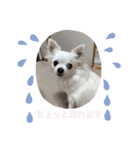 うちのチワワさんの日常（個別スタンプ：18）