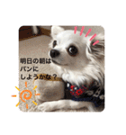 うちのチワワさんの日常（個別スタンプ：19）