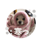 うちのチワワさんの日常（個別スタンプ：22）