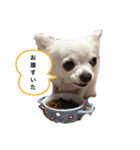 うちのチワワさんの日常（個別スタンプ：26）