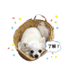 うちのチワワさんの日常（個別スタンプ：28）
