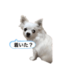 うちのチワワさんの日常（個別スタンプ：34）