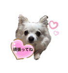 うちのチワワさんの日常（個別スタンプ：35）