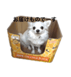 うちのチワワさんの日常（個別スタンプ：37）