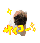パグのぱんく2（個別スタンプ：4）