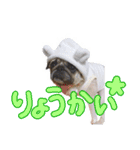 パグのぱんく2（個別スタンプ：5）