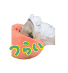パグのぱんく2（個別スタンプ：8）