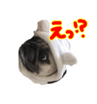 パグのぱんく2（個別スタンプ：11）