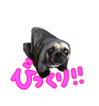 パグのぱんく2（個別スタンプ：12）