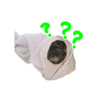 パグのぱんく2（個別スタンプ：13）