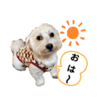 マルックス♪アンディ ノンちゃん友情出演（個別スタンプ：1）
