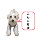 マルックス♪アンディ ノンちゃん友情出演（個別スタンプ：2）