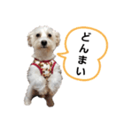 マルックス♪アンディ ノンちゃん友情出演（個別スタンプ：6）