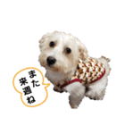 マルックス♪アンディ ノンちゃん友情出演（個別スタンプ：7）