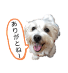マルックス♪アンディ ノンちゃん友情出演（個別スタンプ：10）