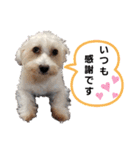 マルックス♪アンディ ノンちゃん友情出演（個別スタンプ：11）