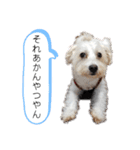 マルックス♪アンディ ノンちゃん友情出演（個別スタンプ：13）