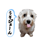マルックス♪アンディ ノンちゃん友情出演（個別スタンプ：15）