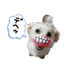 マルックス♪アンディ ノンちゃん友情出演（個別スタンプ：17）