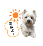 マルックス♪アンディ ノンちゃん友情出演（個別スタンプ：25）