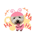 マルックス♪アンディ ノンちゃん友情出演（個別スタンプ：33）