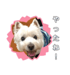 マルックス♪アンディ ノンちゃん友情出演（個別スタンプ：34）