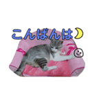 にゃーん！くーちゃんだよ！（個別スタンプ：3）