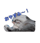 にゃーん！くーちゃんだよ！（個別スタンプ：4）