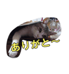 にゃーん！くーちゃんだよ！（個別スタンプ：6）