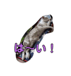 にゃーん！くーちゃんだよ！（個別スタンプ：7）