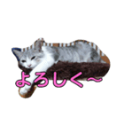 にゃーん！くーちゃんだよ！（個別スタンプ：8）