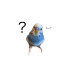 セキセイインコのちぃーちゃん2（個別スタンプ：1）