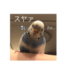 セキセイインコのちぃーちゃん2（個別スタンプ：2）