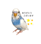 セキセイインコのちぃーちゃん2（個別スタンプ：3）