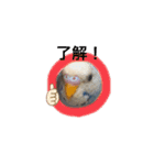 セキセイインコのちぃーちゃん2（個別スタンプ：7）