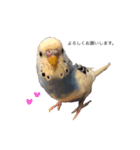 セキセイインコのちぃーちゃん2（個別スタンプ：9）