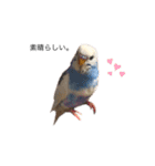 セキセイインコのちぃーちゃん2（個別スタンプ：10）