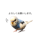 セキセイインコのちぃーちゃん2（個別スタンプ：11）