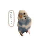 セキセイインコのちぃーちゃん2（個別スタンプ：12）