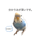 セキセイインコのちぃーちゃん2（個別スタンプ：15）